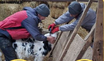 Şap ve Brucella Aşılama Programı Devam Ediyor Kırşehir İl Tarım