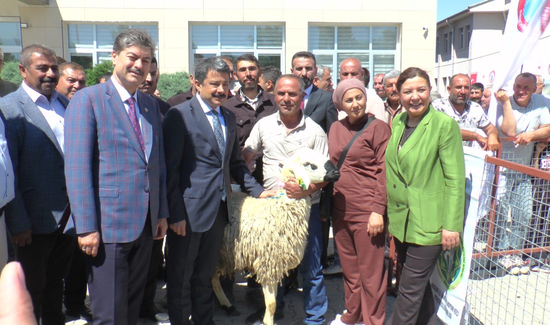 KIRŞEHİRLİ ÜRETİCİMİZE 50 ADET KANGAL AKKARAMAN IRKI ERKEK TOKLU DAĞITIMI
