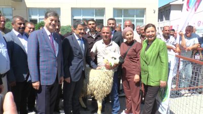 KIRŞEHİRLİ ÜRETİCİMİZE 50 ADET KANGAL AKKARAMAN IRKI ERKEK TOKLU DAĞITIMI