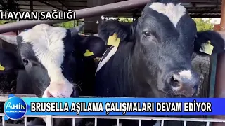 BRUSELLA AŞILAMA ÇALIŞMALARI DEVAM EDİYOR