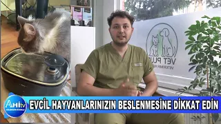 VETERİNER HEKİM BERAT YAĞMUR EVCİL HAYVANLARINIZIN BESLENMESİNE DİKKAT EDİN