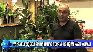 YAPRAKLI ÇİÇEKLERİN BAKIMI VE TOPRAK DEĞİŞİMİ NASIL OLMALI